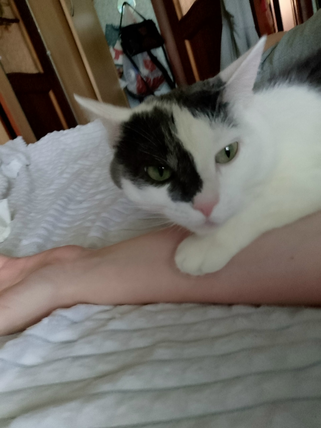 Пропала кошка в Петрозаводске — фото объявления