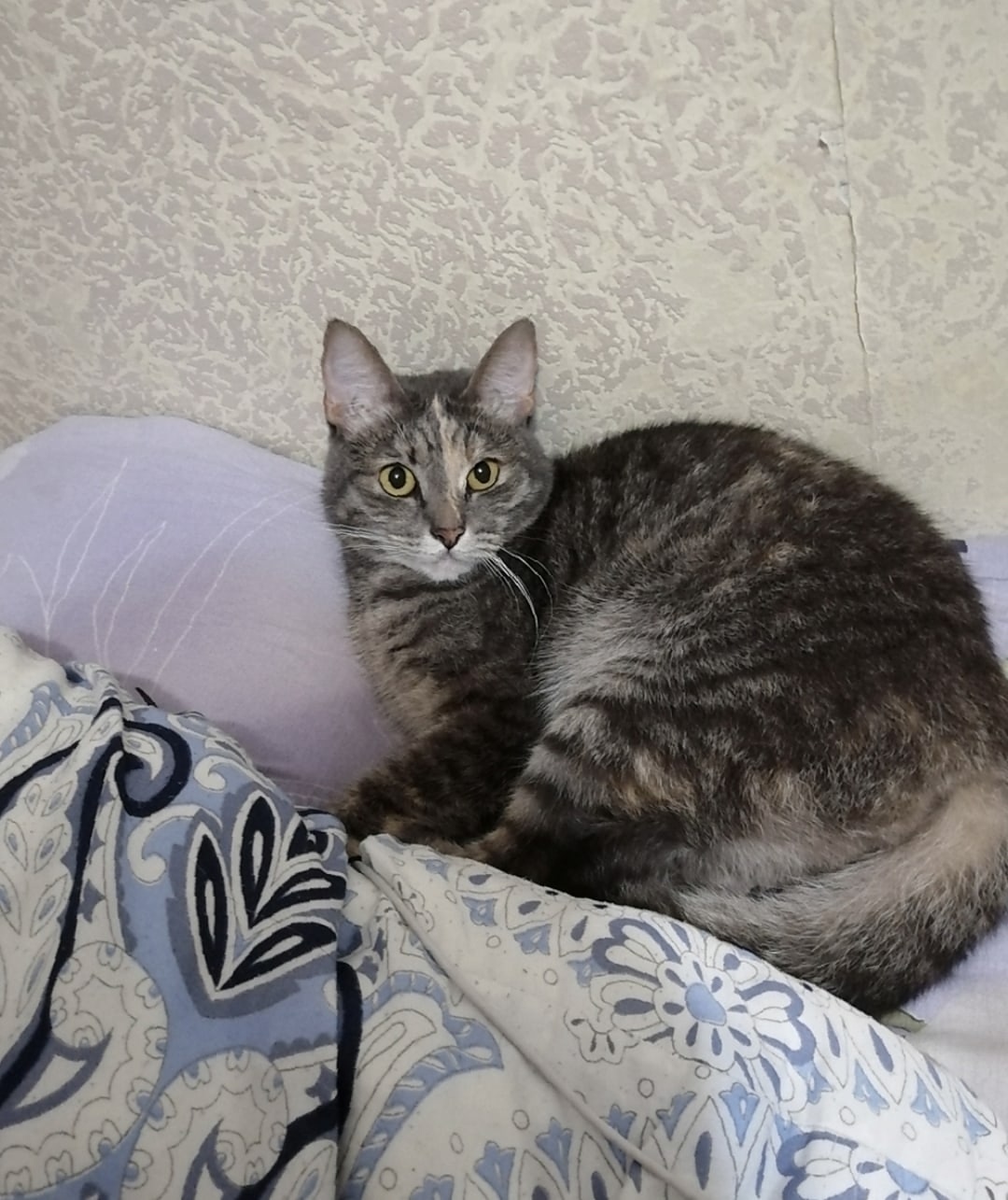 Пропала кошка в Петрозаводске — фото объявления