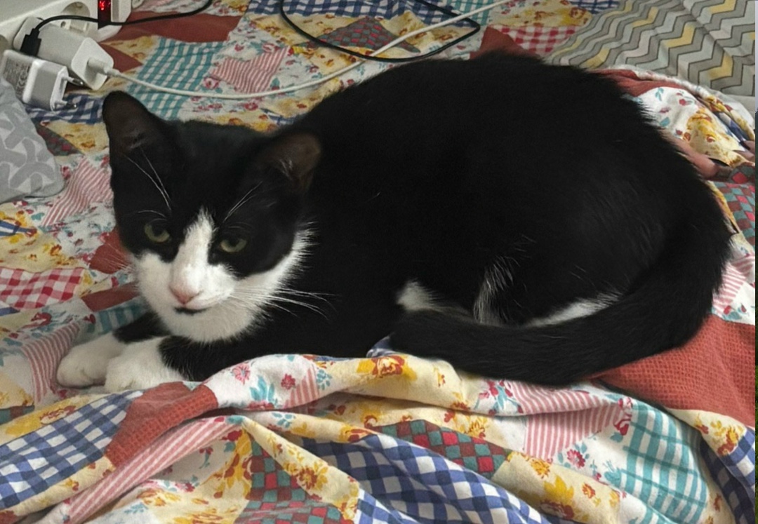 Пропала кошка в Петрозаводске — фото объявления