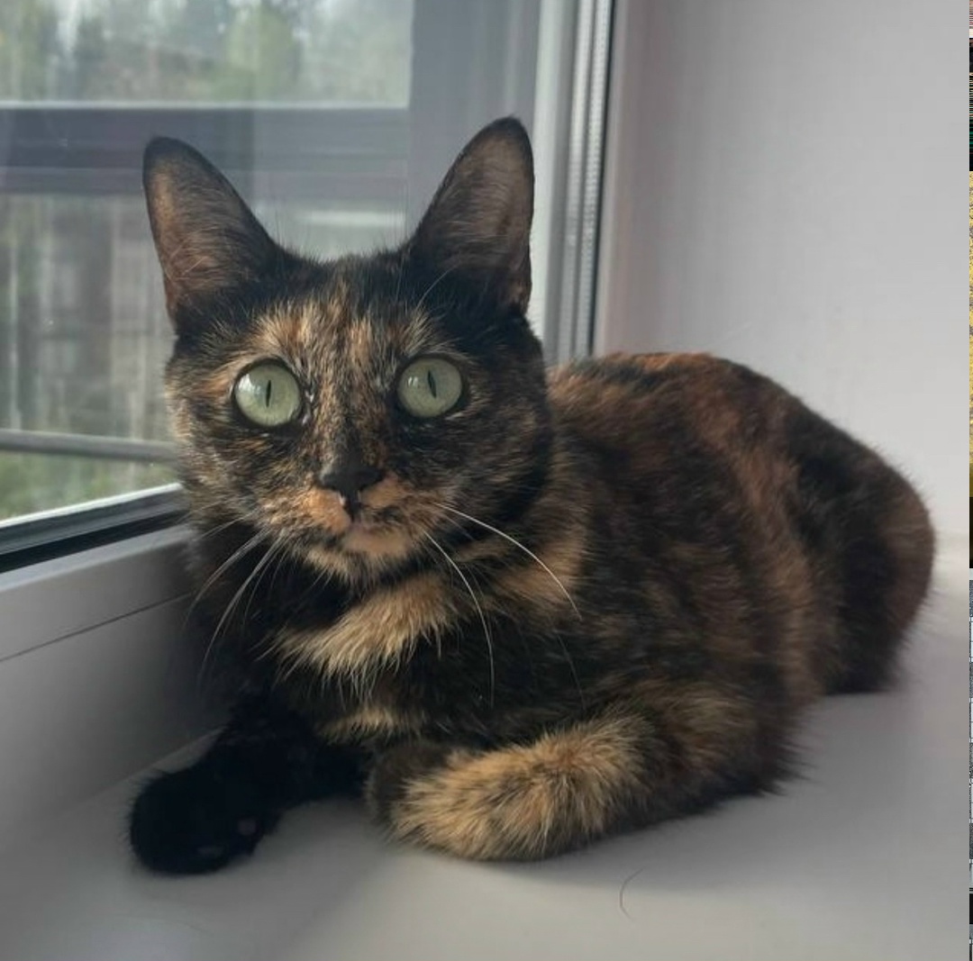 Пропала кошка в Петрозаводске — фото объявления