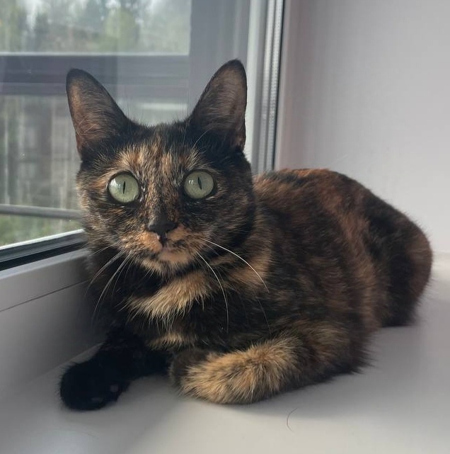 Пропала кошка в Петрозаводске — фото объявления