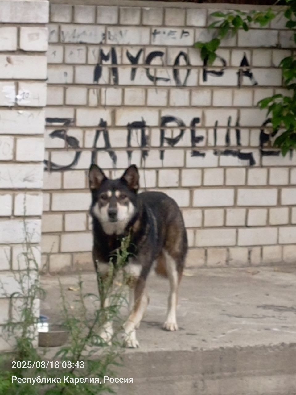 Найдена собака в Петрозаводске — фото объявления