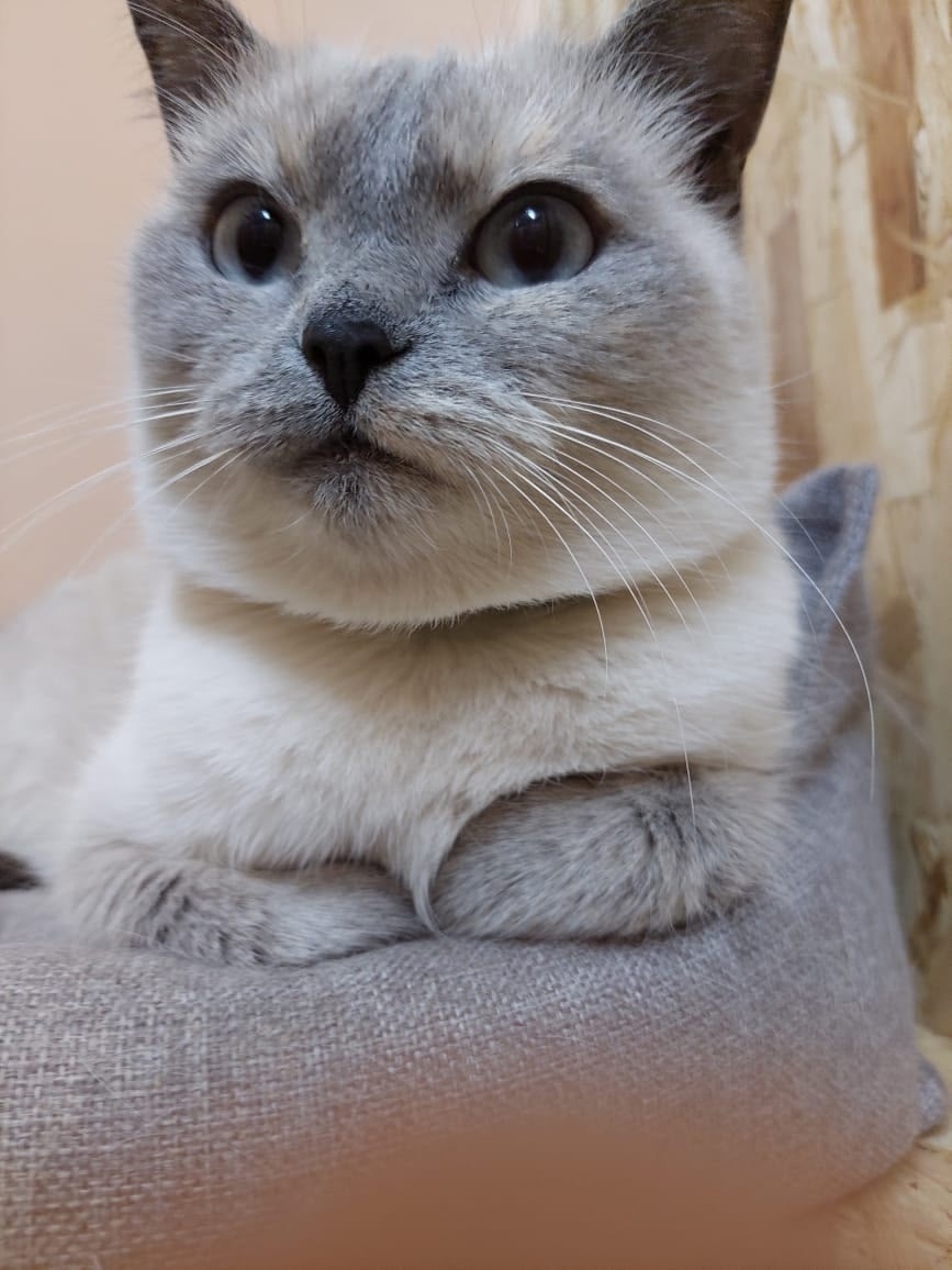 Пропала кошка в Петрозаводске — фото объявления