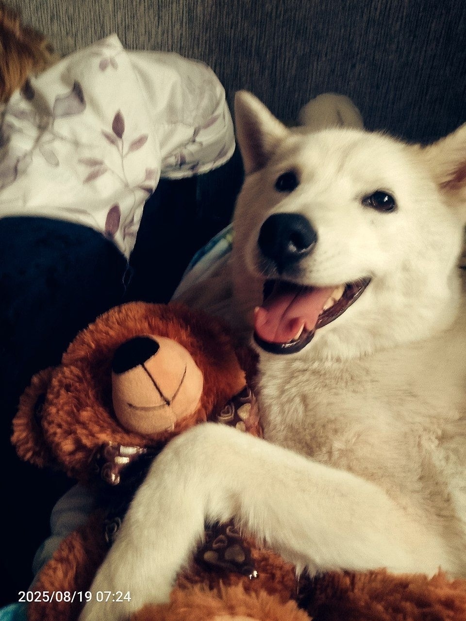 Пропала собака в Петрозаводске — фото объявления