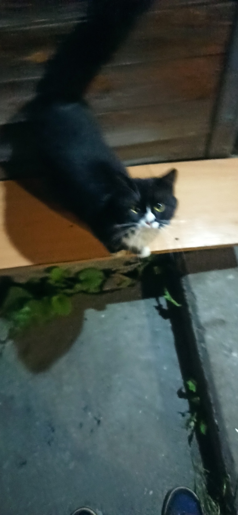 Пропала кошка в Петрозаводске — фото объявления