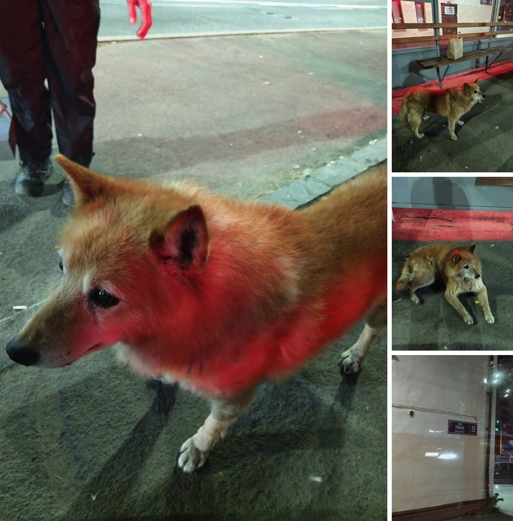 Пропала собака в Петрозаводске — фото объявления