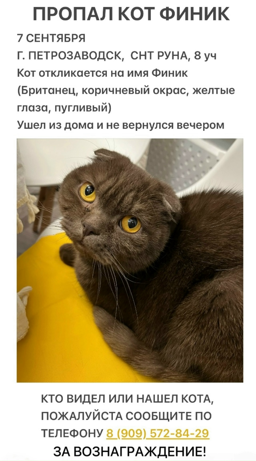 Пропала кошка в Петрозаводске — фото объявления