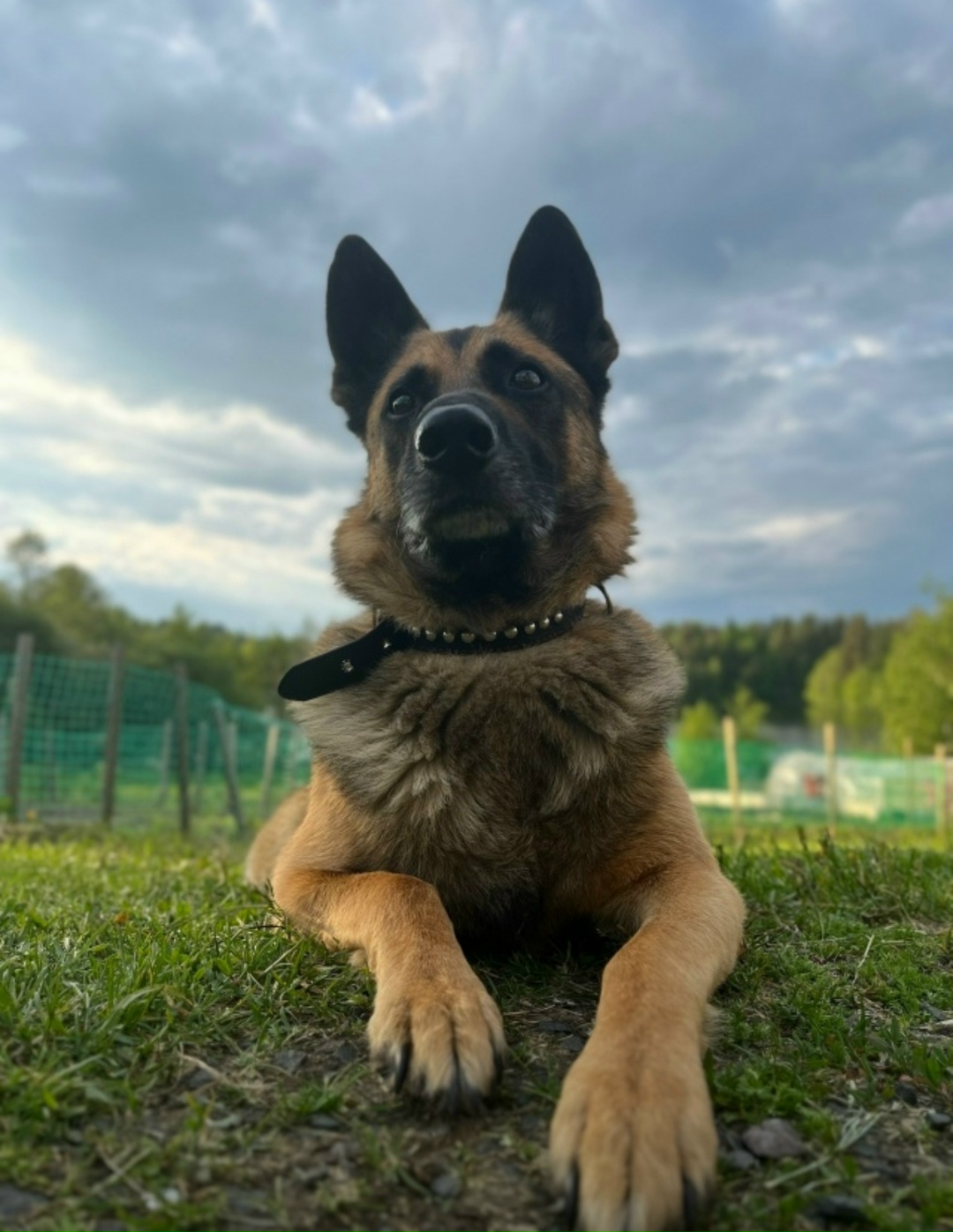 Пропала собака в Петрозаводске — фото объявления