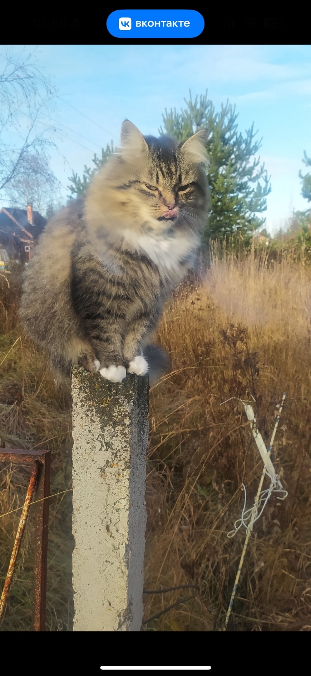 Пропала кошка в Петрозаводске — фото объявления