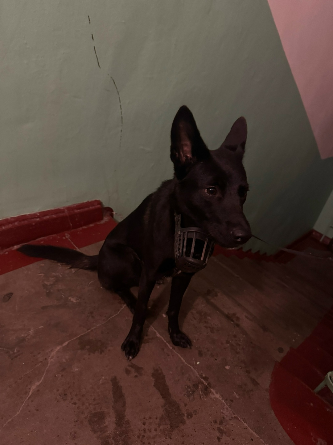 Найдена собака в Петрозаводске — фото объявления