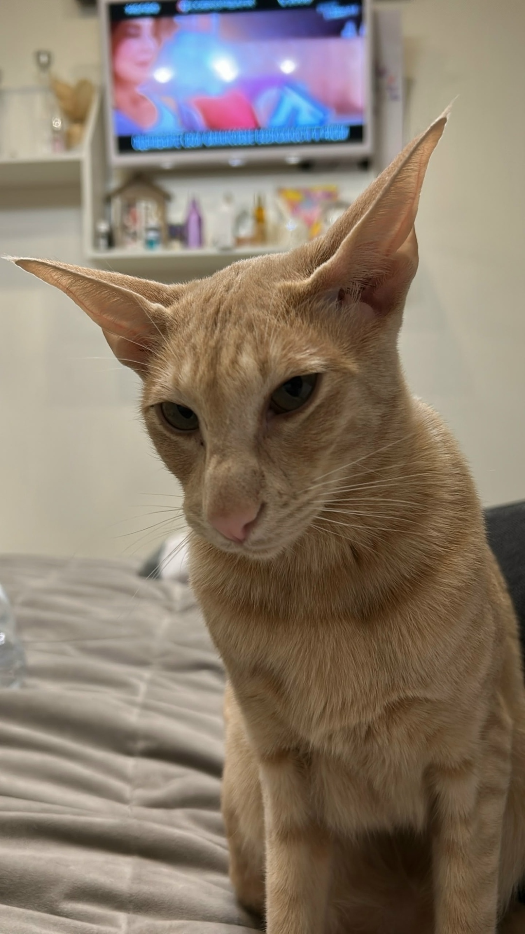 Пропала кошка в Петрозаводске — фото объявления