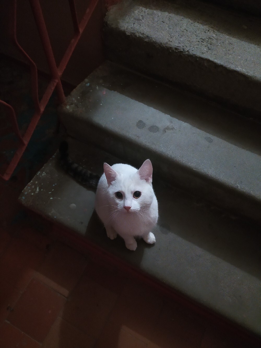 Найдена кошка в Петрозаводске — фото объявления