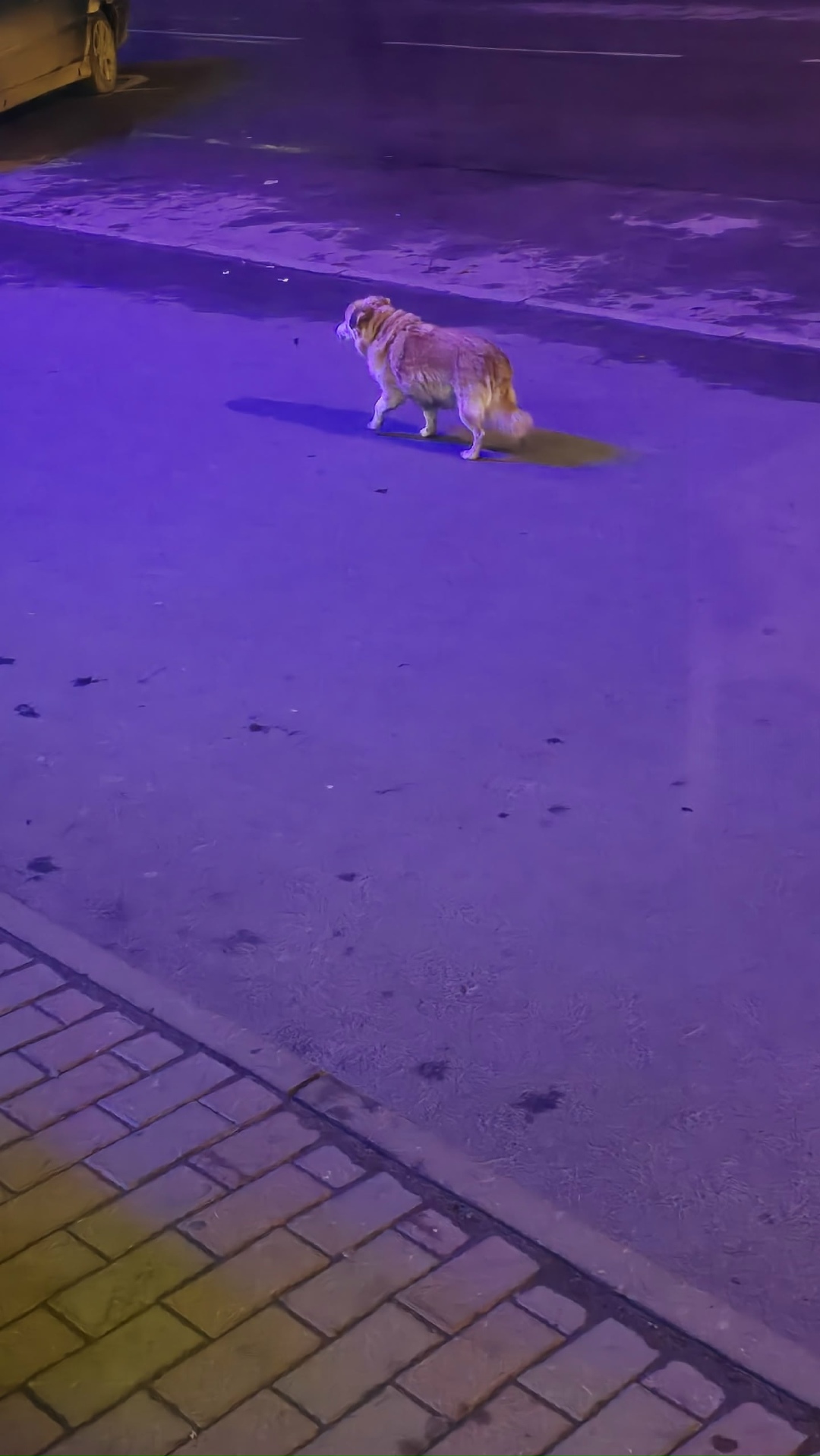 Пропала собака в Петрозаводске — фото объявления