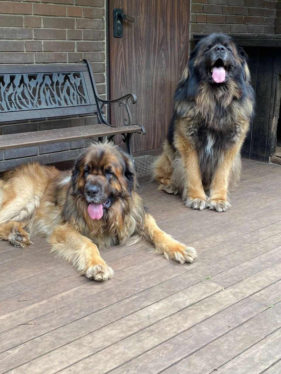 Пропала собака в Одинцове — фото объявления