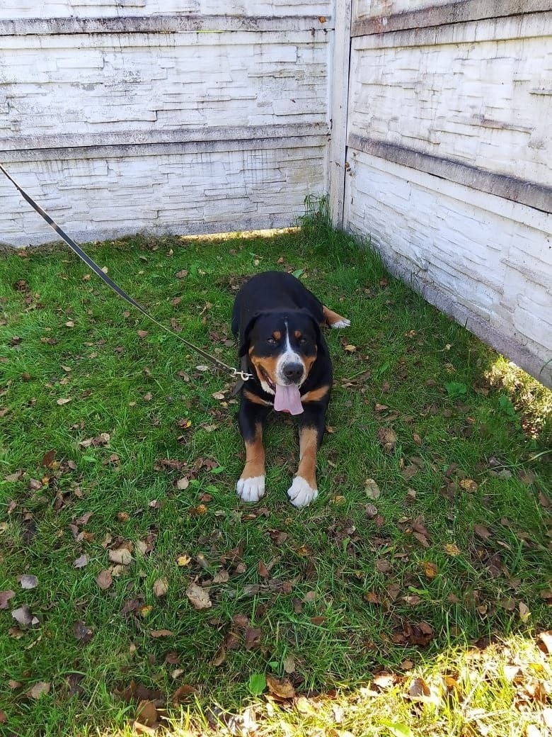 Найдена собака в Одинцове — фото объявления