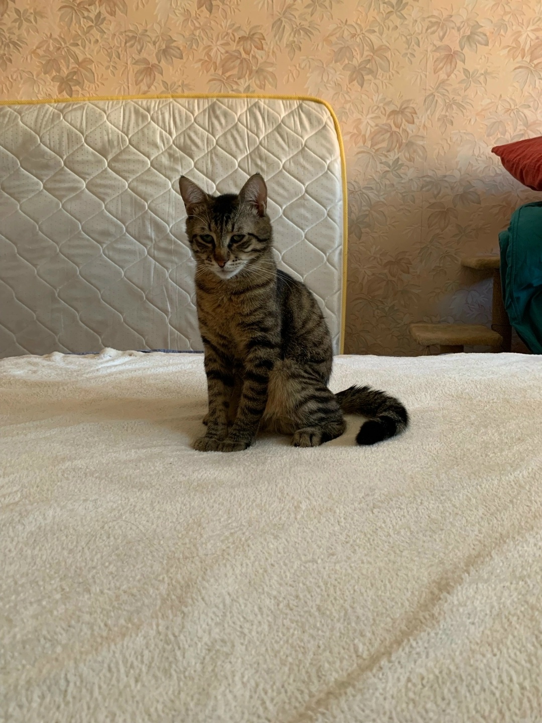 Пропала кошка в Одинцове — фото объявления