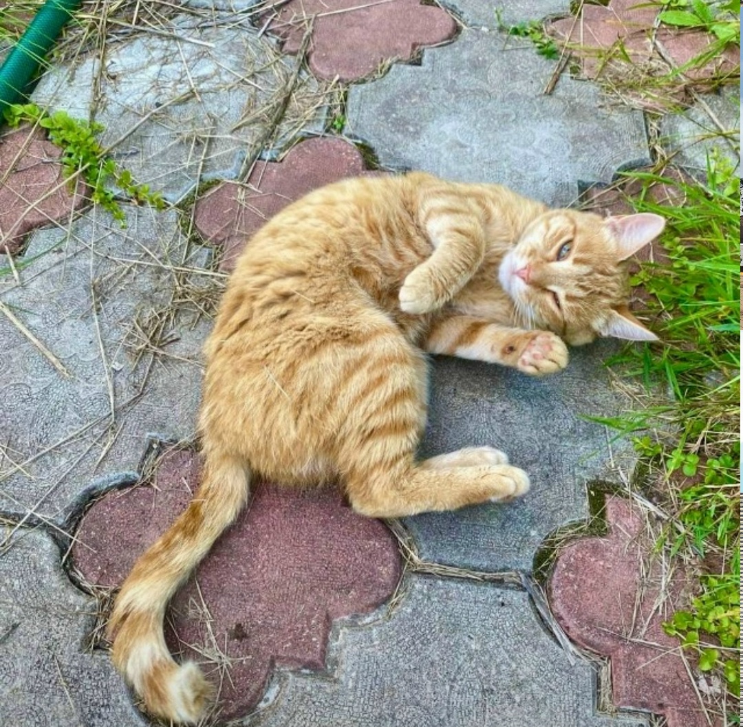 Найдена кошка в Одинцове — фото объявления