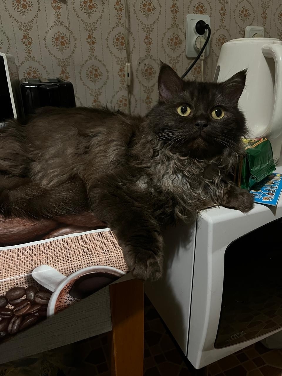 Пропала кошка в Одинцове — фото объявления