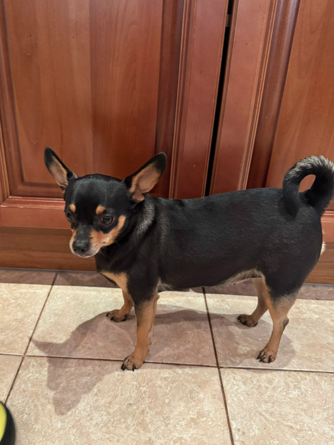 Найдена собака в Одинцове — фото объявления