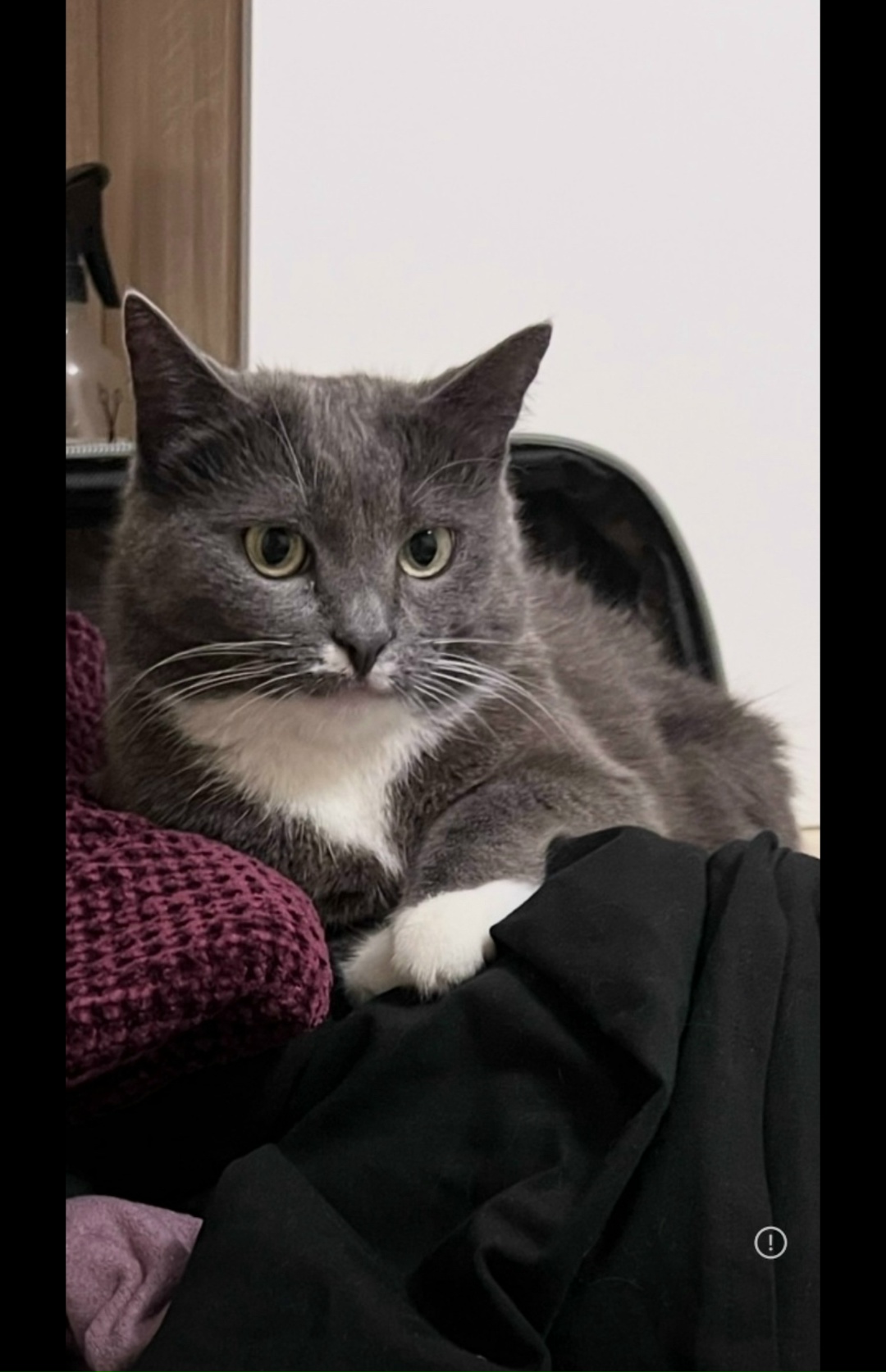 Пропала кошка в Одинцове — фото объявления