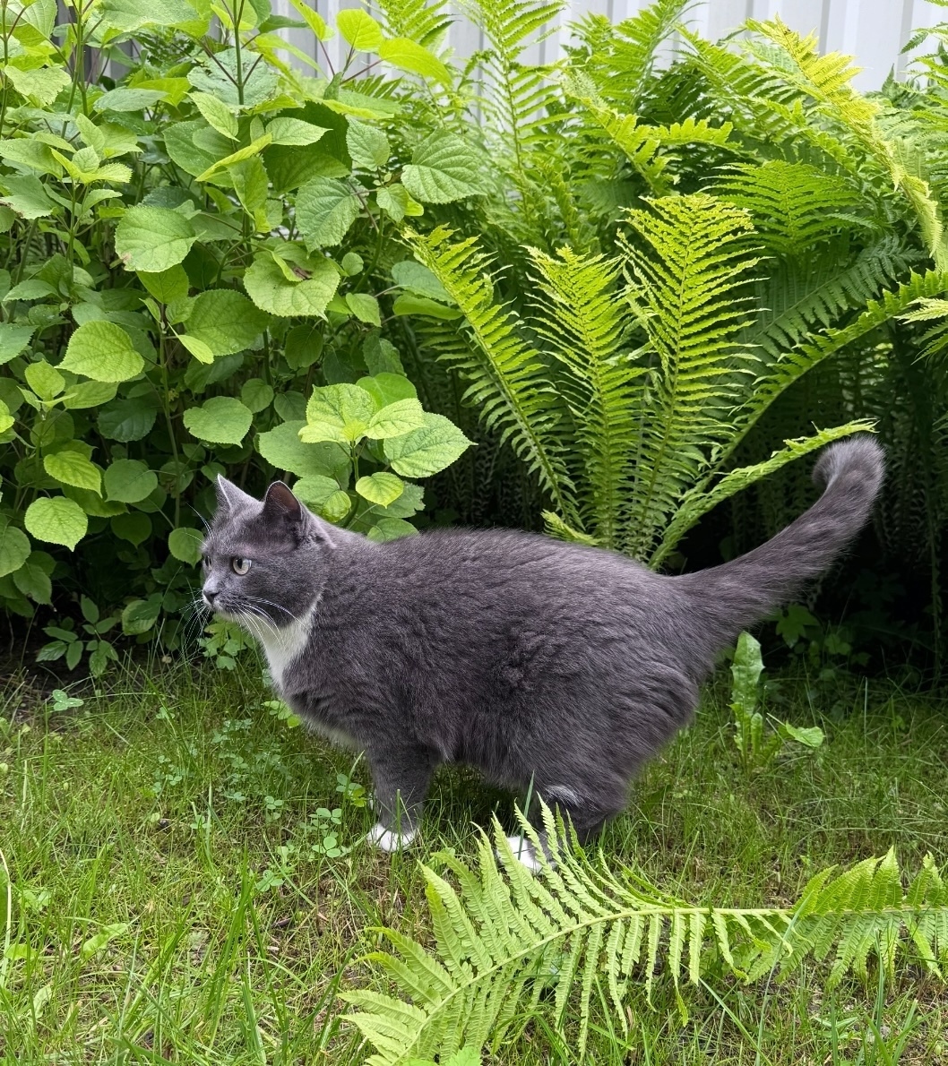 Пропала кошка в Одинцове — фото объявления