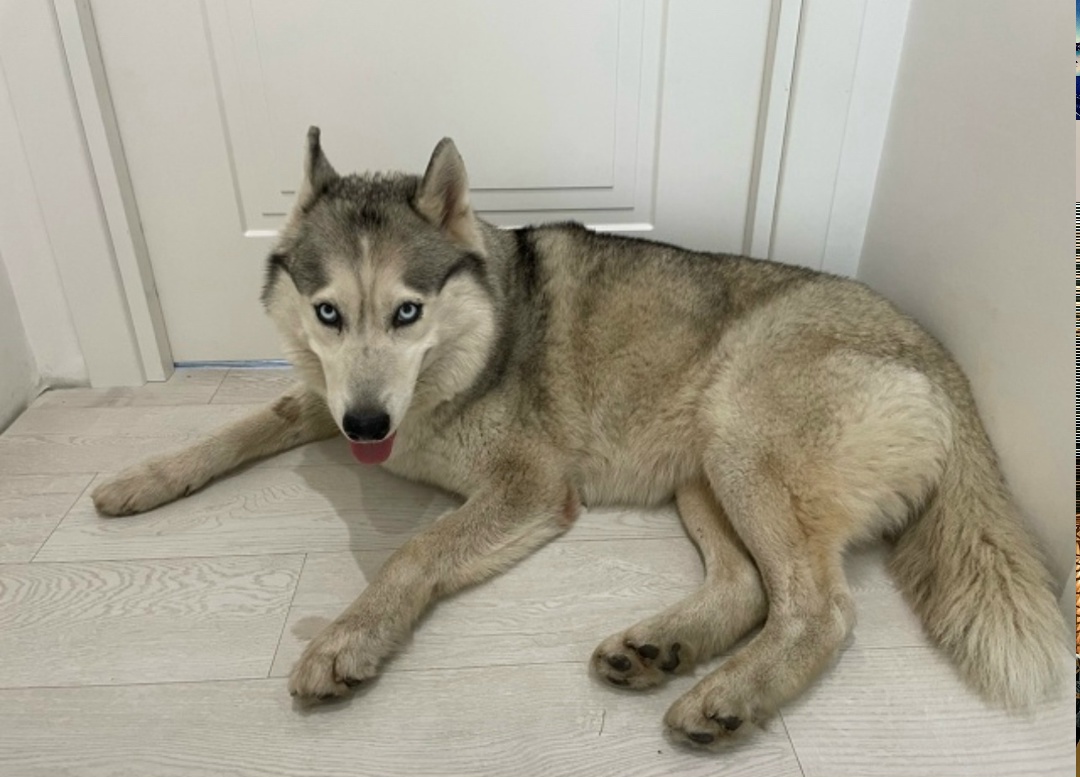 Найдена собака в Одинцове — фото объявления