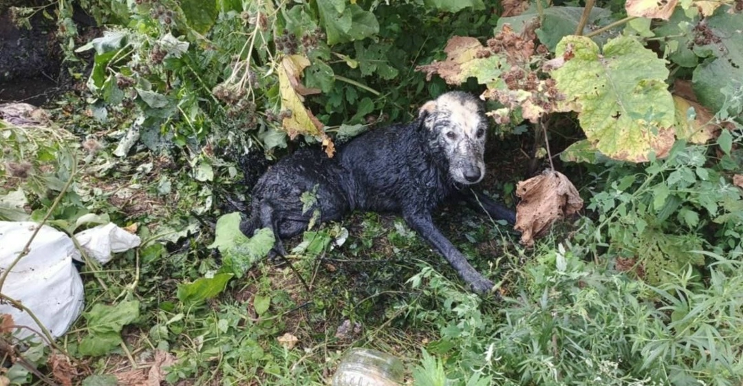 Найдена собака в Одинцове — фото объявления