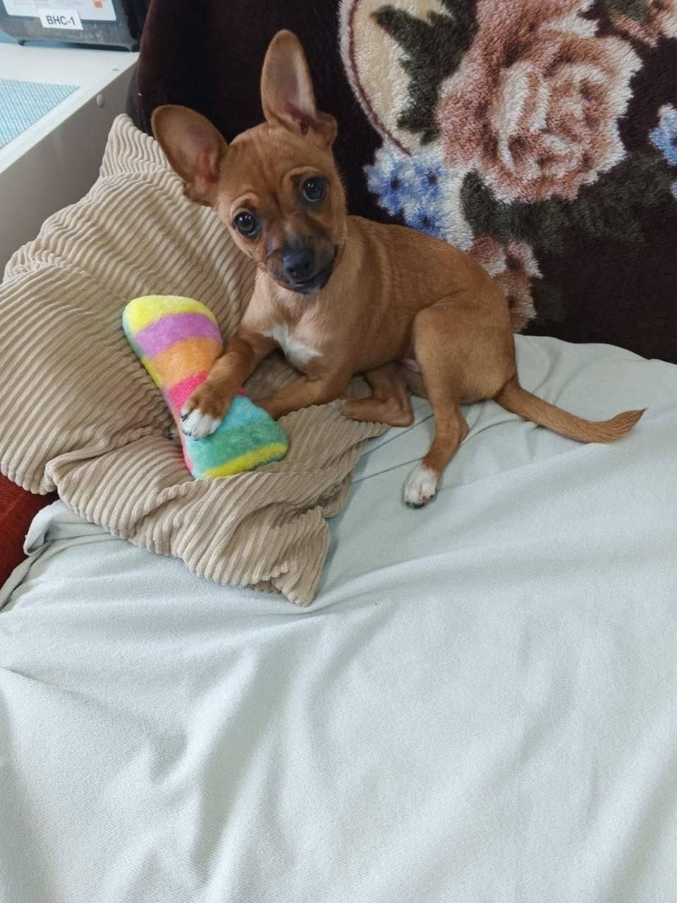 Пропала собака в Одинцове — фото объявления