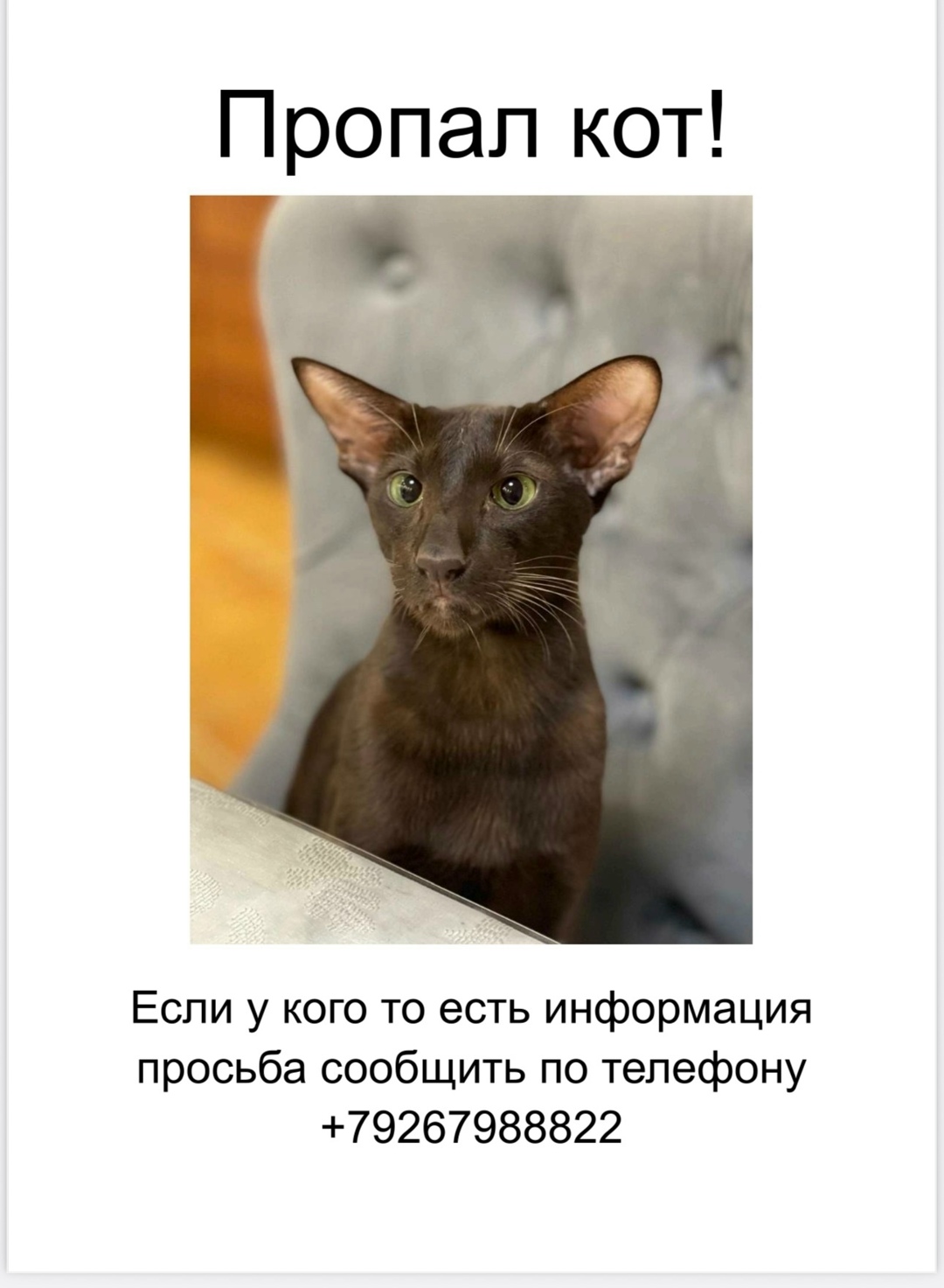 Пропала кошка в Одинцове — фото объявления