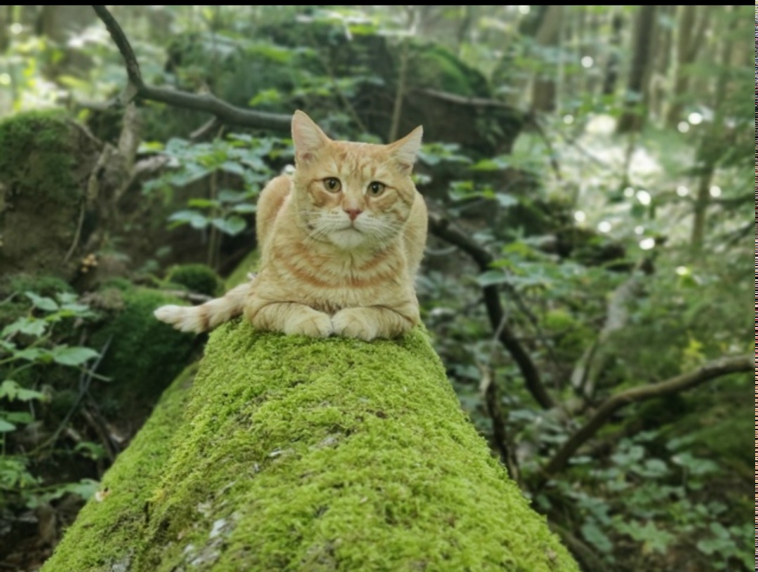 Пропала кошка в Одинцове — фото объявления