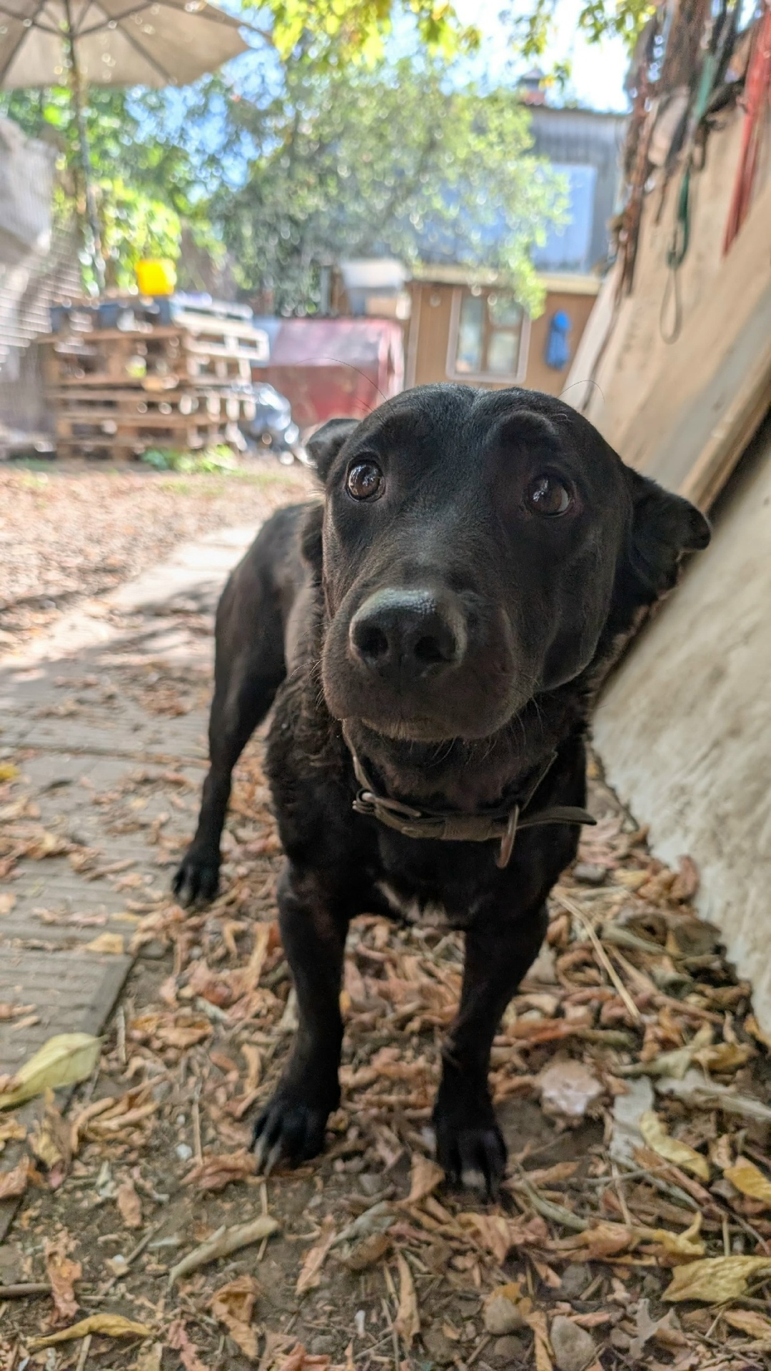 Найдена собака в Одинцове — фото объявления