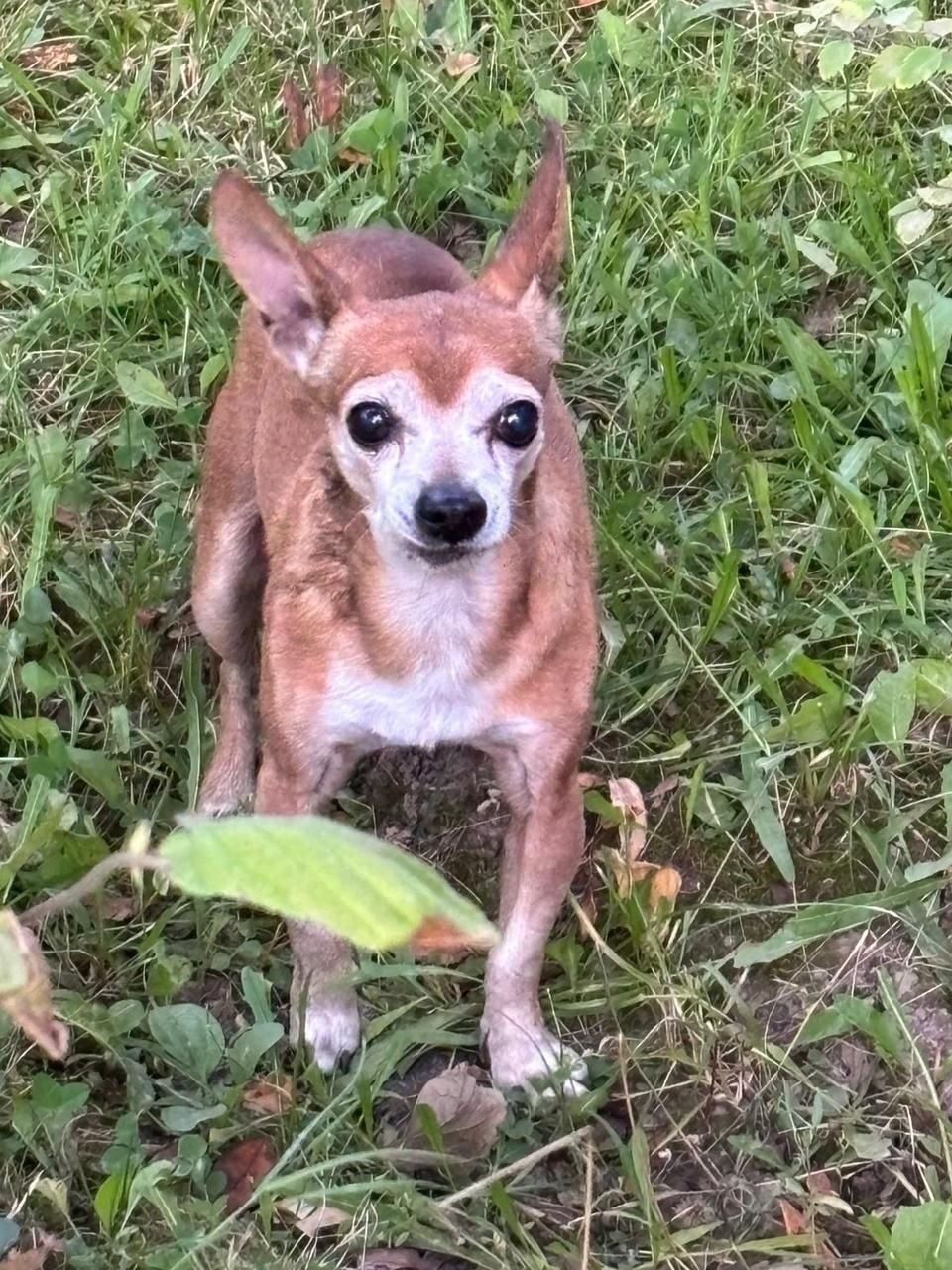 Пропала собака в Одинцове — фото объявления