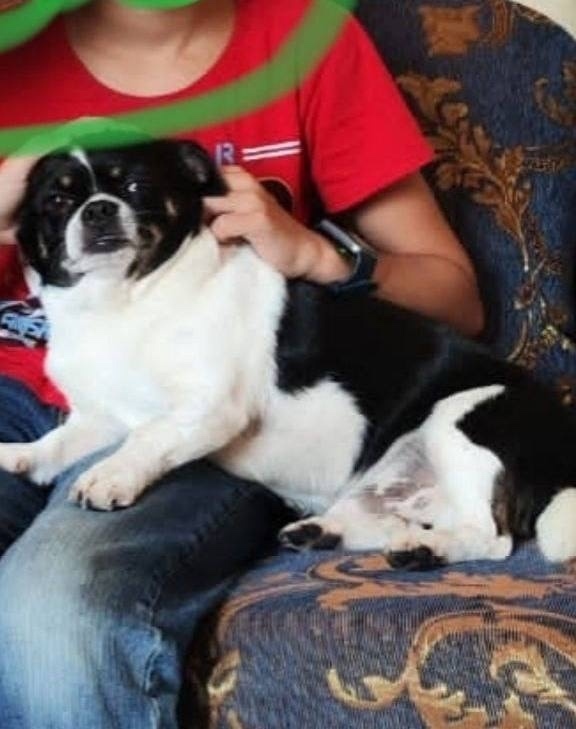 Пропала собака в Одинцове — фото объявления