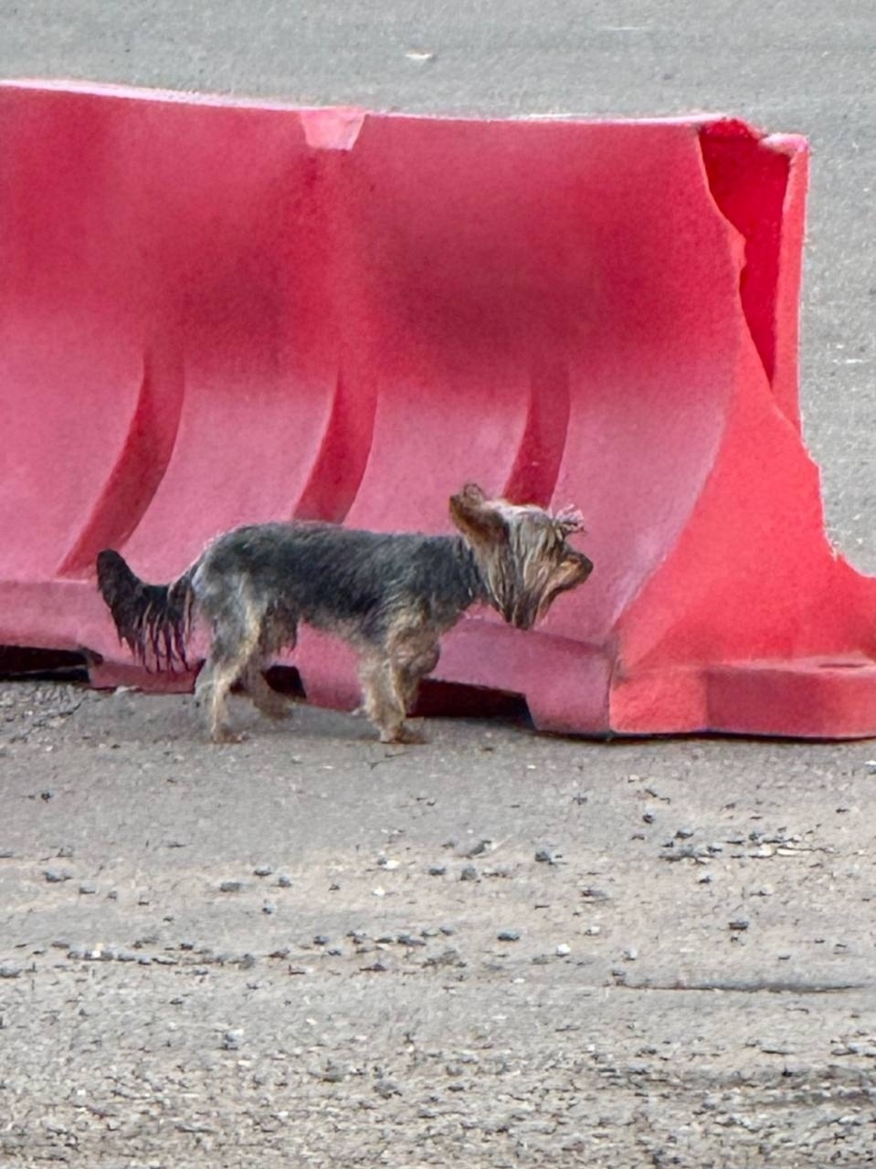 Пропала собака в Одинцове — фото объявления