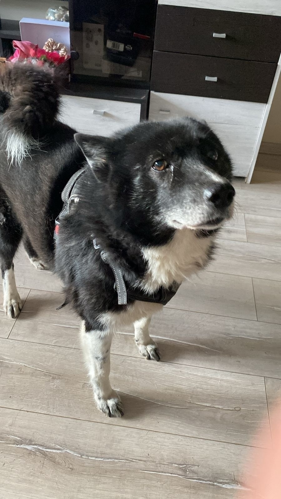 Пропала собака в Одинцове — фото объявления