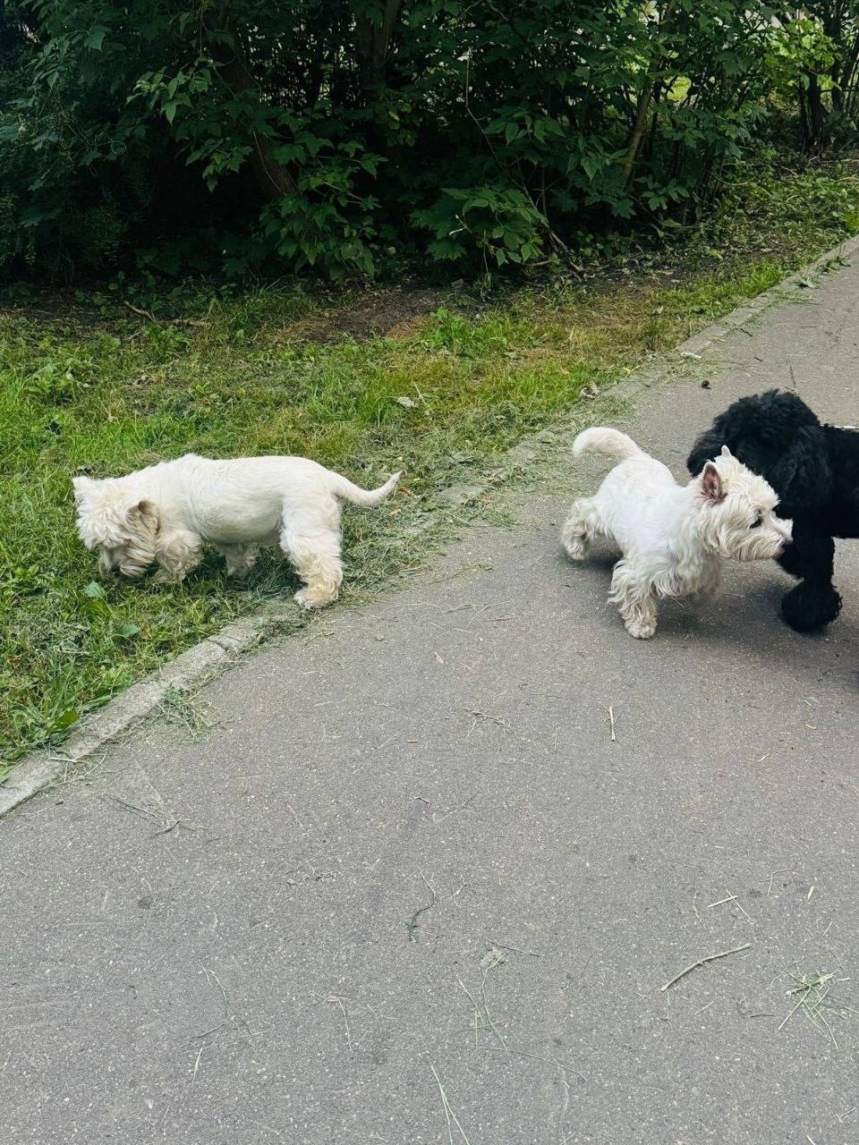 Найдена собака в Одинцове — фото объявления