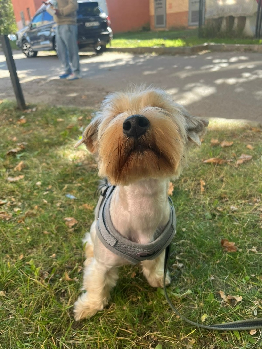 Пропала собака в Одинцове — фото объявления