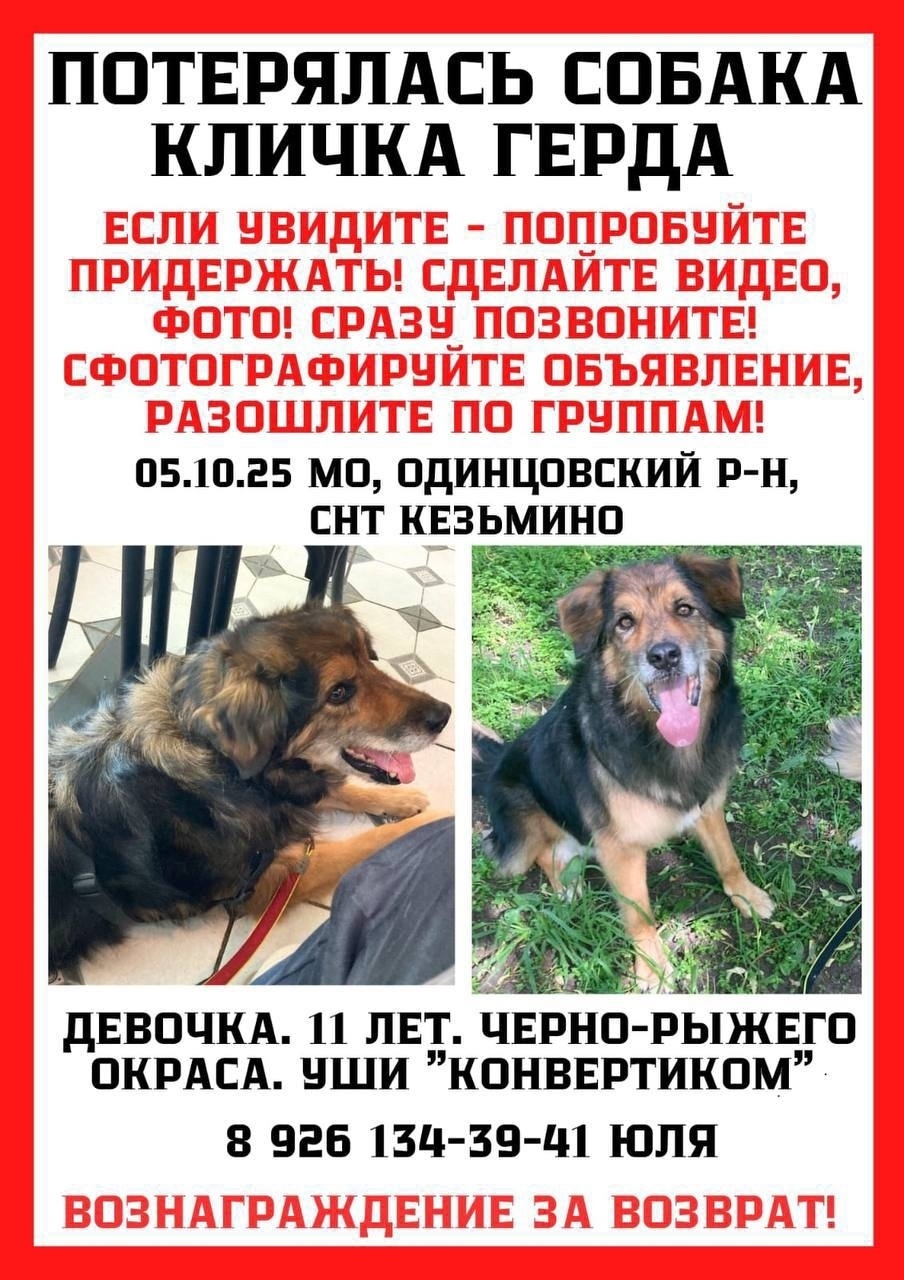 Пропала собака в Одинцове — фото объявления
