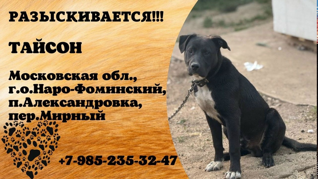 Пропала собака в Одинцове — фото объявления