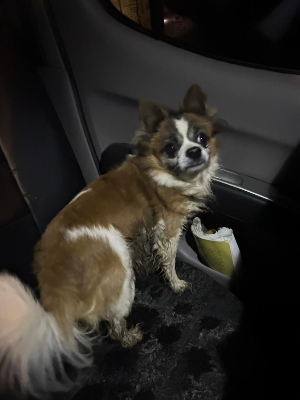 Найдена собака в Одинцове — фото объявления