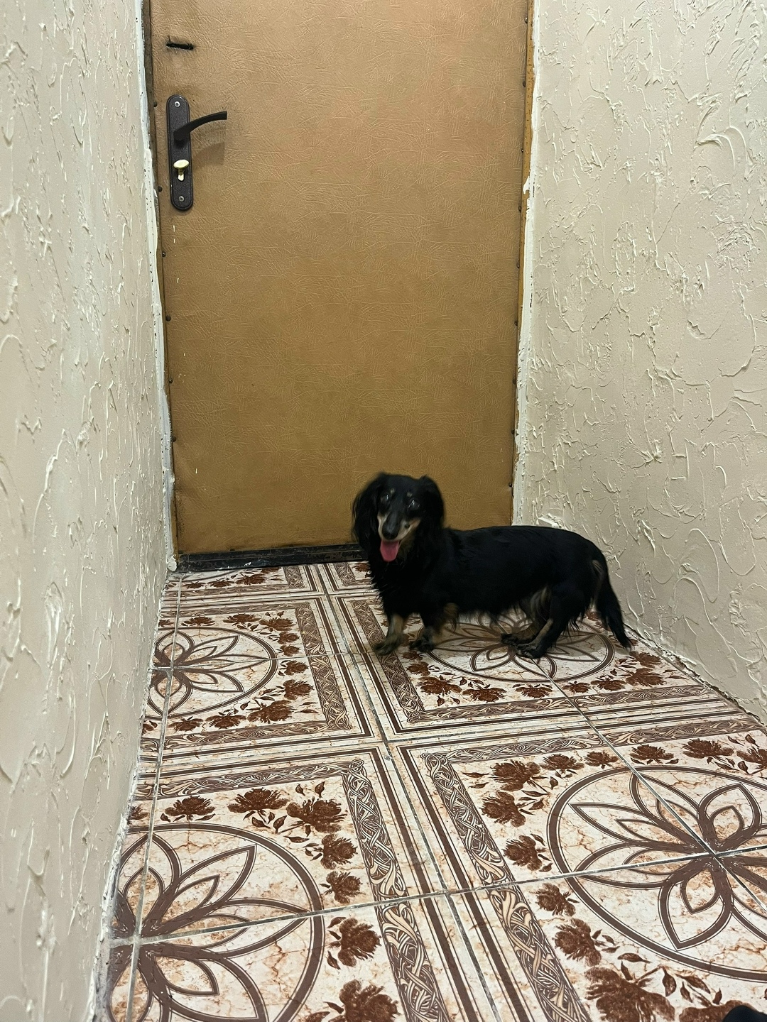 Найдена собака в Одинцове — фото объявления