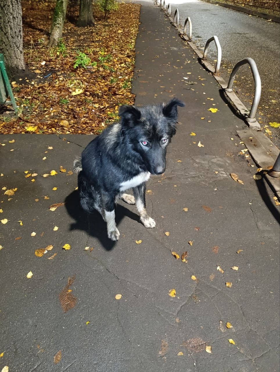 Найдена собака в Одинцове — фото объявления