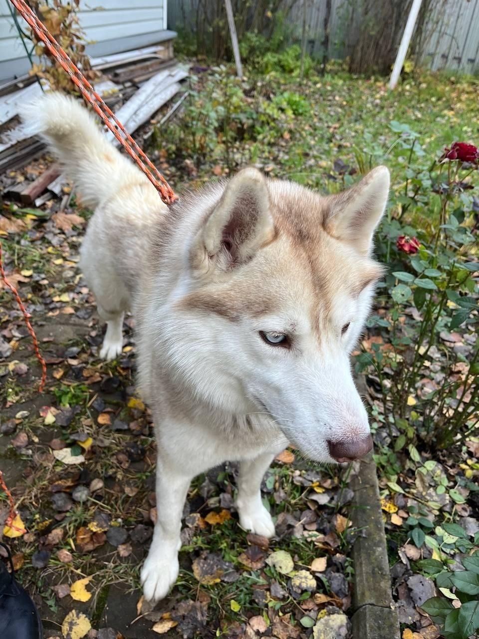Найдена собака в Одинцове — фото объявления