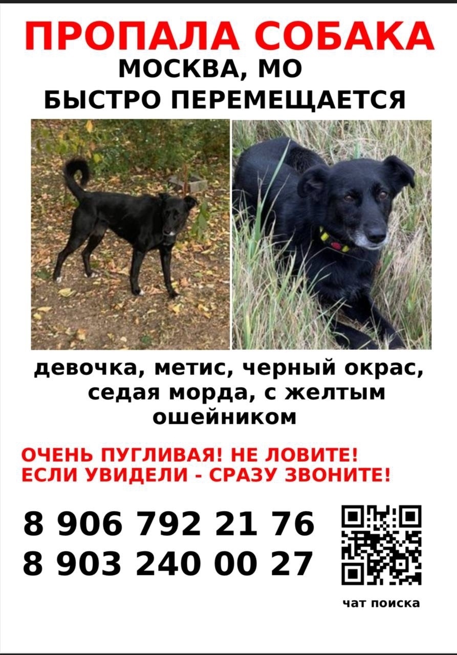 Пропала собака в Одинцове — фото объявления
