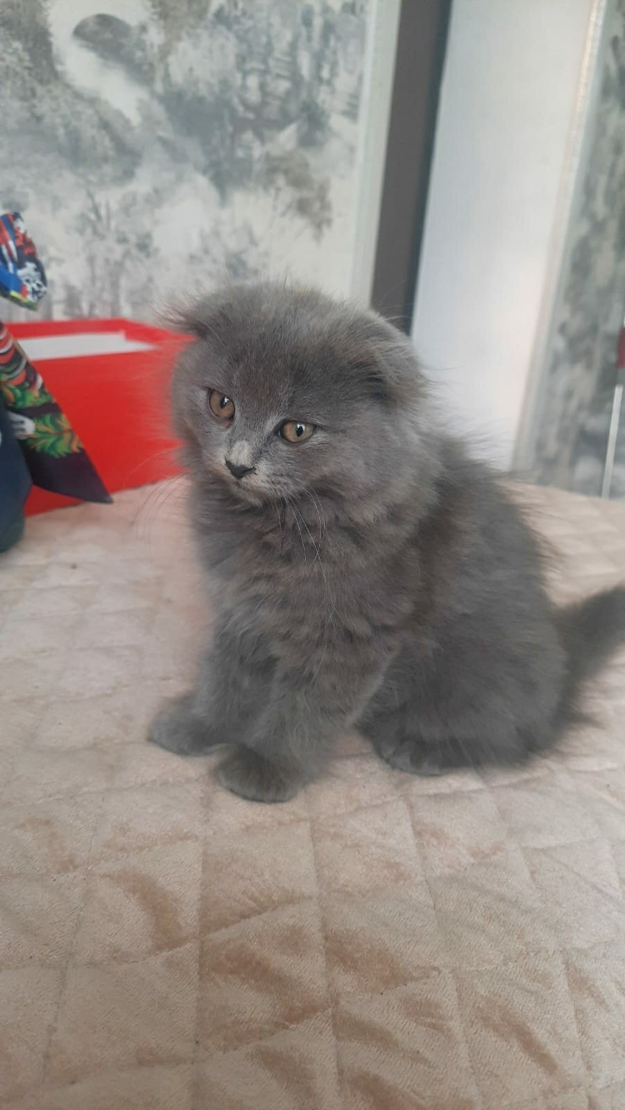 Найдена кошка в Одинцове — фото объявления