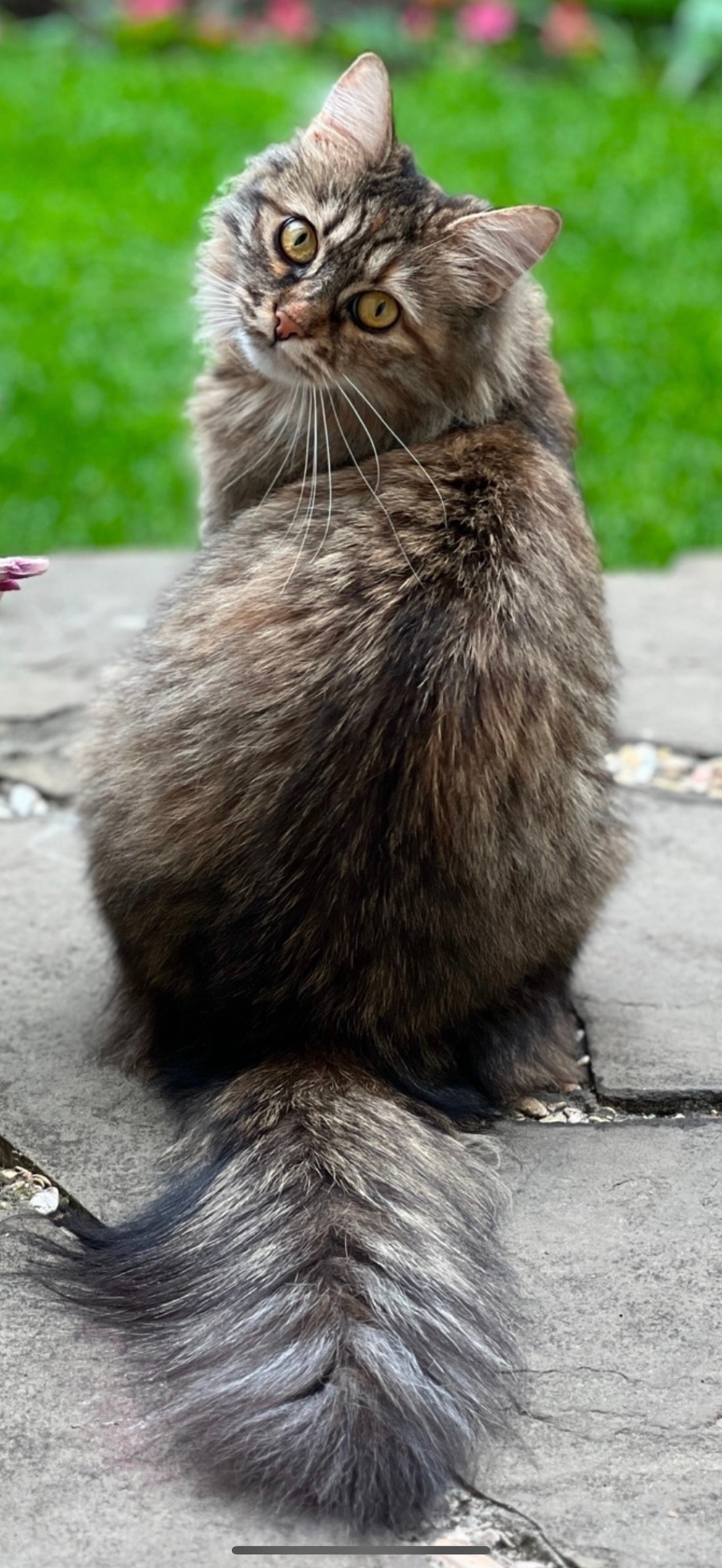 Пропала кошка в Одинцове — фото объявления