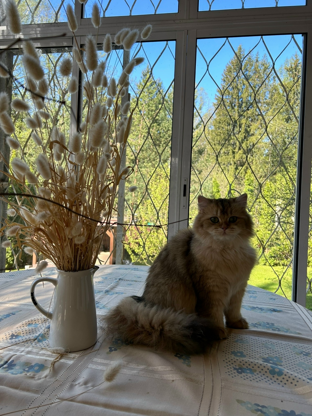 Пропала кошка в Одинцове — фото объявления