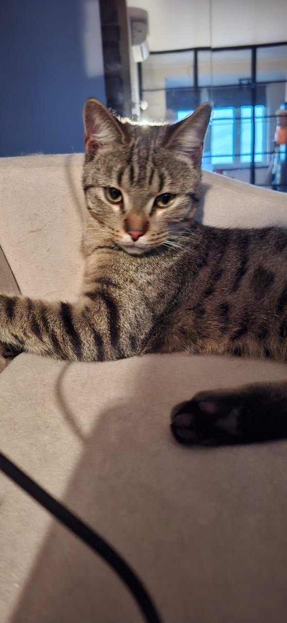 Найдена кошка в Одинцове — фото объявления