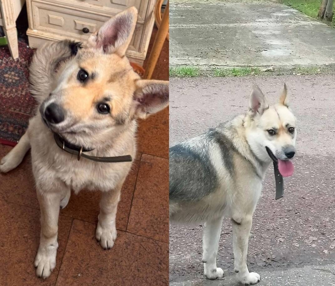 Пропала собака в Одинцове — фото объявления