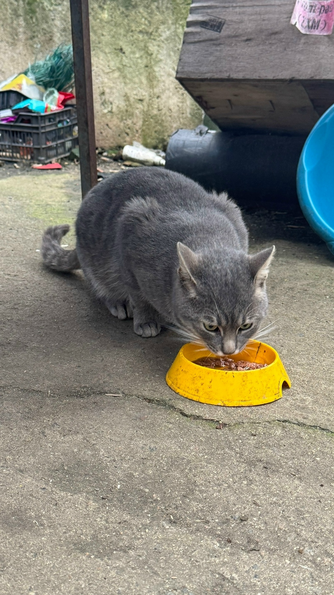 Найдена кошка в Одинцове — фото объявления